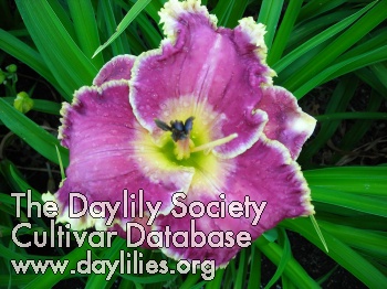 Daylily Neptune's Crown